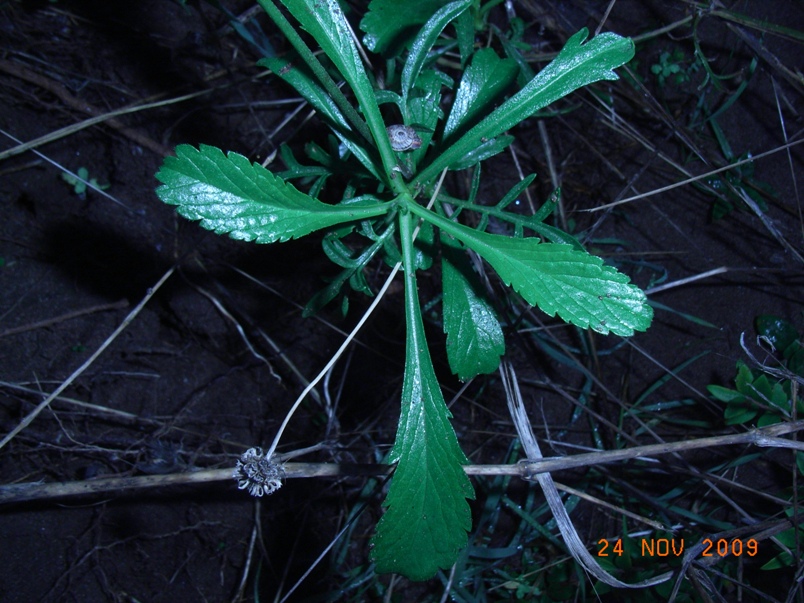 Dipsacacea da determinare - Scabiosa sp.